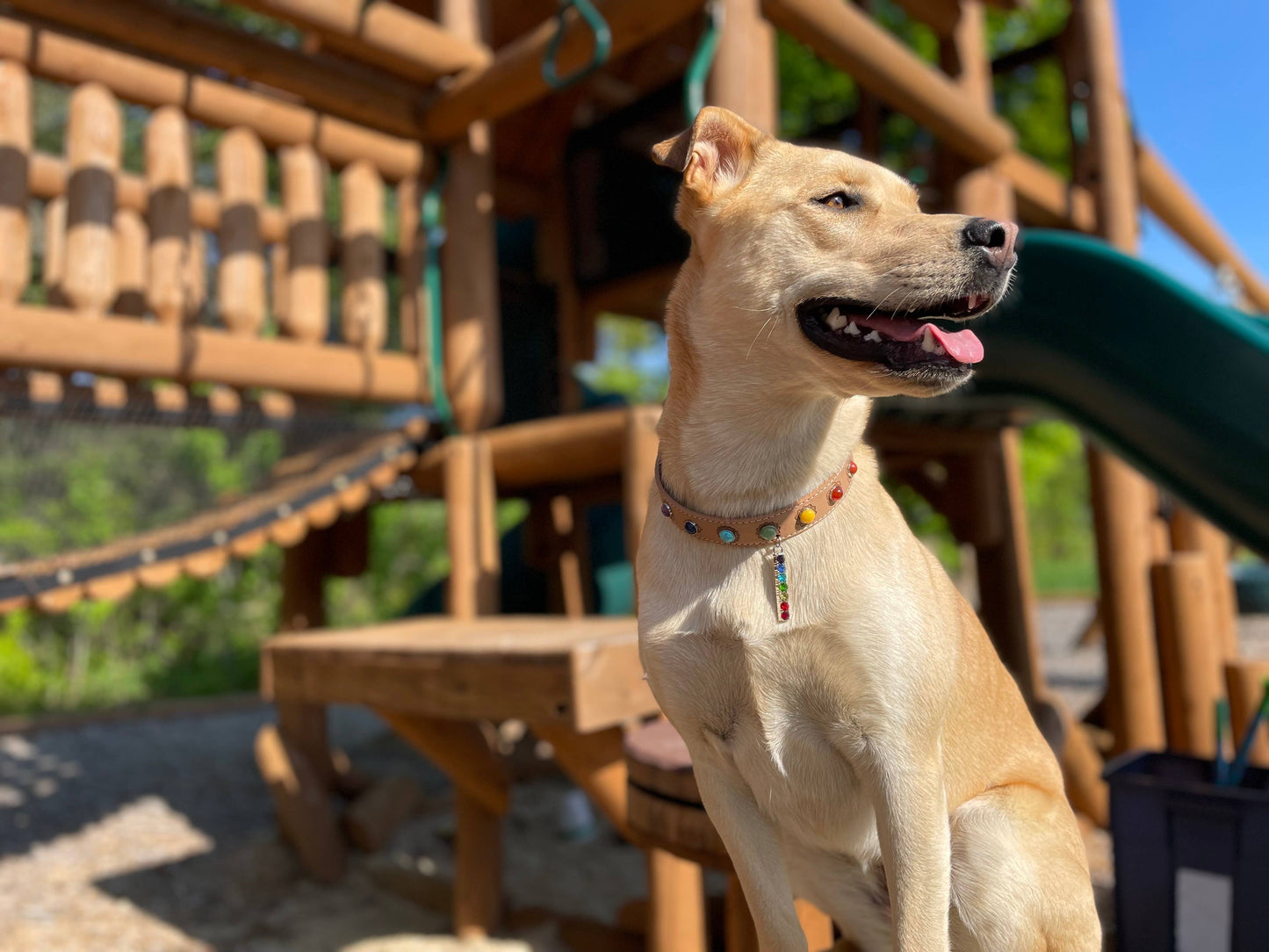 7 Chakras Pet Collar: Balance & Protection for Your Furry Companion Large