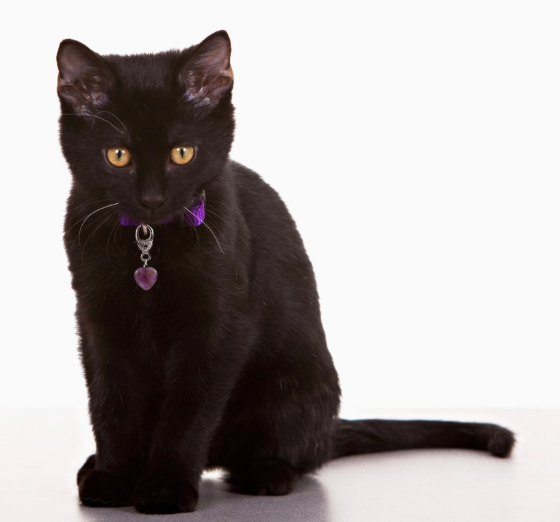 Amethyst Crystal Pet Pendant - Healing Collar Charm for Dogs & Cats