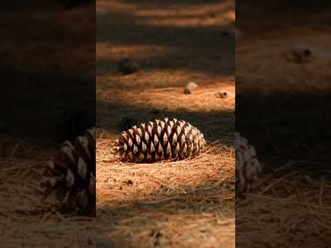 Native American Style Flute — Key of A, 432 Hz — Burnt or Natural Cedar — Handmade Beginner Flute