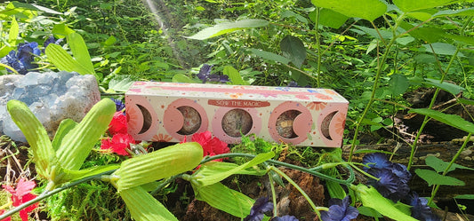 Moon Phase Wildflower Seed Planting Set